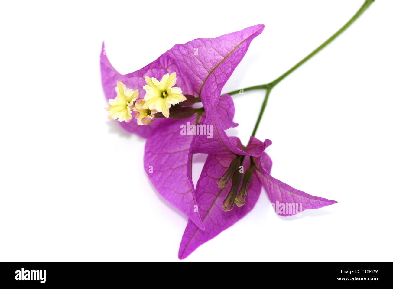 Primo piano su viola fiori di bouganville isolati su sfondo bianco Foto Stock