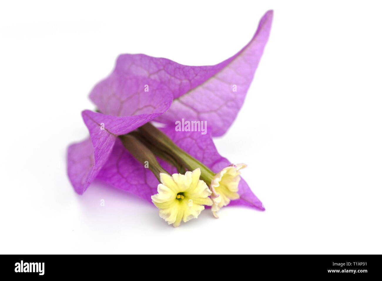 Primo piano su viola fiori di bouganville isolati su sfondo bianco Foto Stock