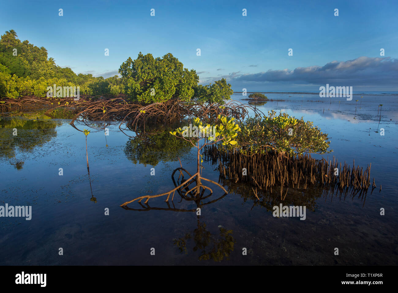 Mangrovie sulla costa dimenticati, Laguna Sud Sito Patrimonio Mondiale dell'Unesco, Nuova Caledonia. Foto Stock