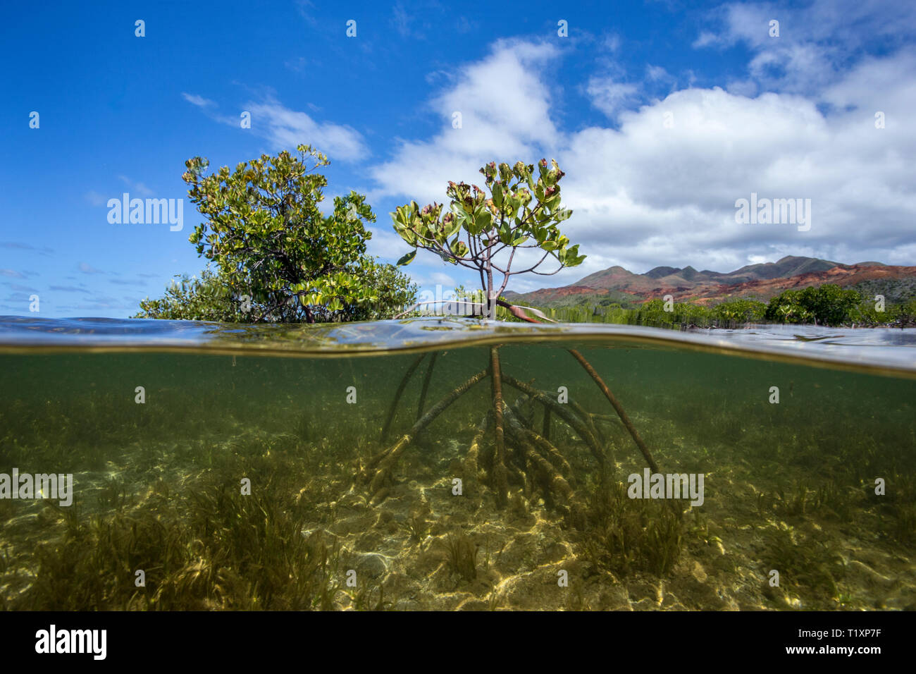 Mangrovie sulla costa dimenticati, Laguna Sud Sito Patrimonio Mondiale dell'Unesco, Nuova Caledonia. Foto Stock