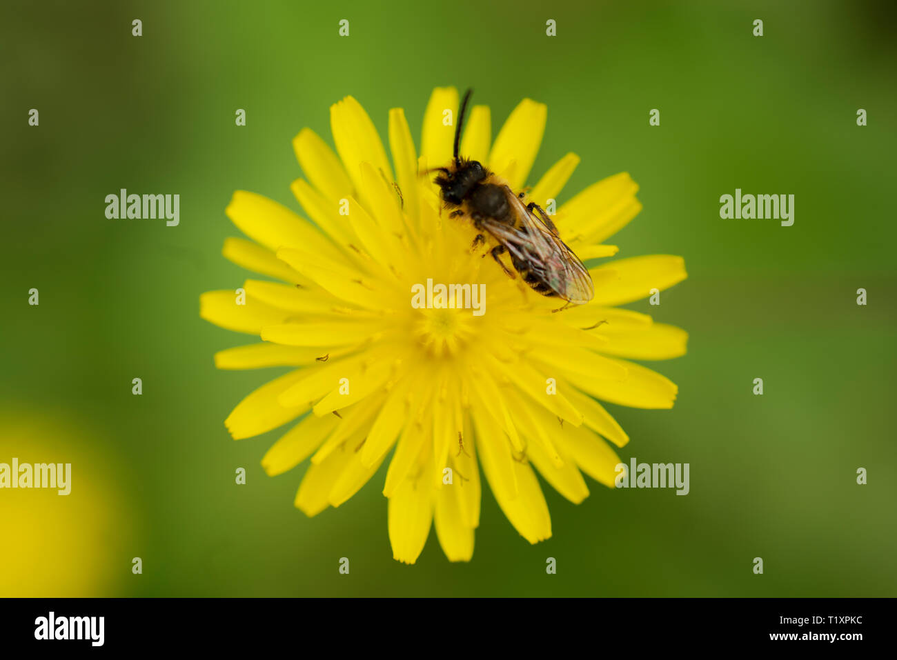 Close-up foto di un ape nettare di raccolta e di diffusione di polline di un giovane fiore giallo. Foto Stock