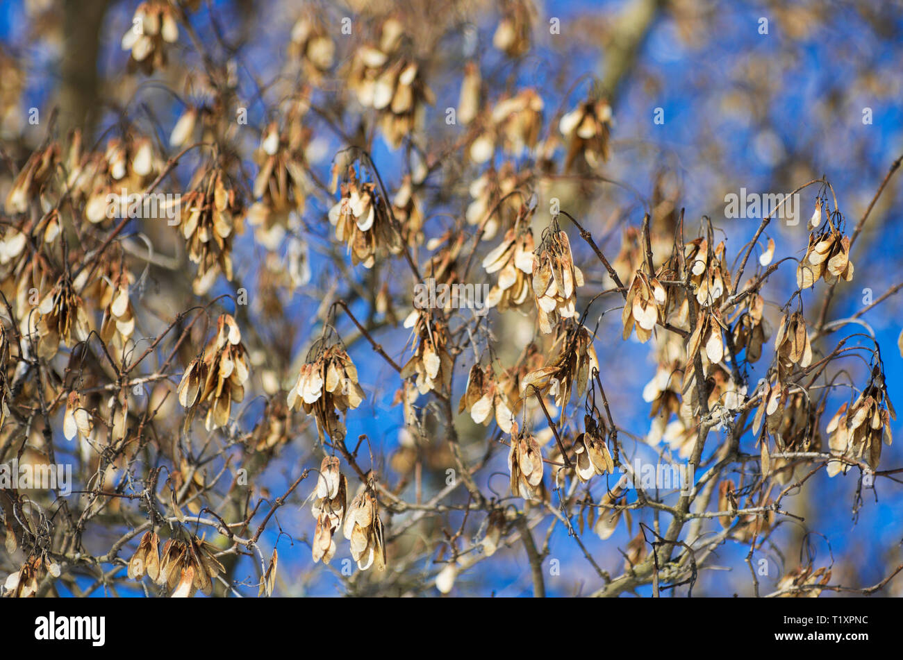 Molti appassiti marrone chiaro beccucci di acero sullo sfondo del cielo blu in primavera Foto Stock