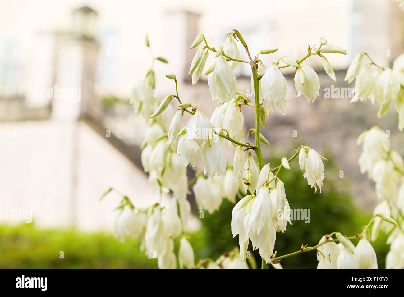 Blooming Soaptree yucca (Yucca elata) nel giardino. Lo spagnolo pugnale, visualizzazione di orecchie di forma di campana fiori Foto Stock