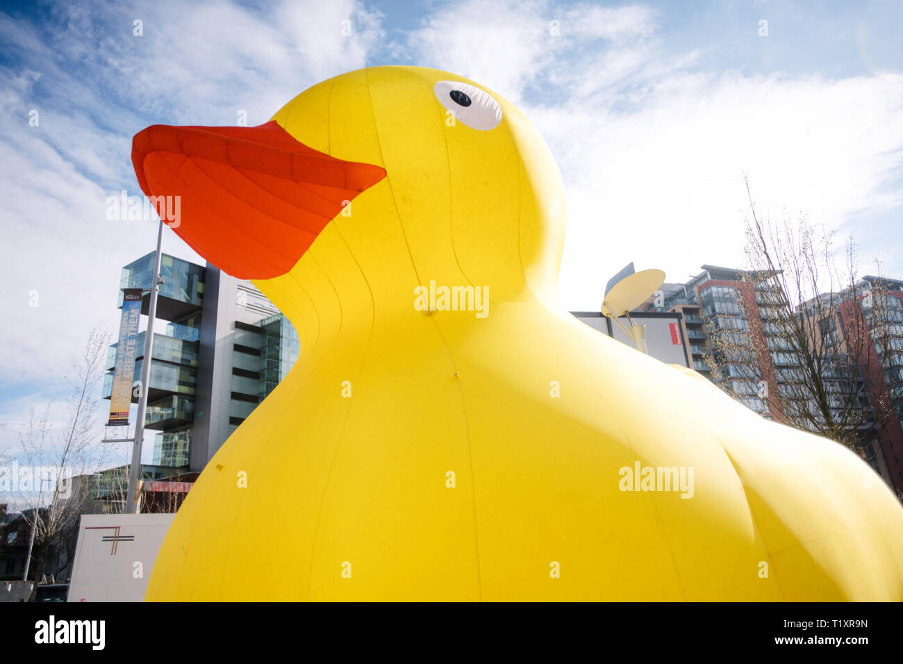 Gonfiabile gigante rubber duck. 2019 Manchester gara d'anatra. Foto Stock