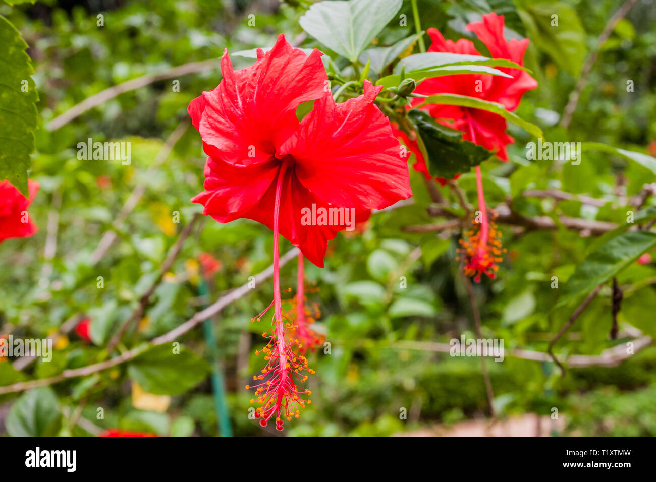 Hibiscus, Malaysia fiore nazionale Foto Stock