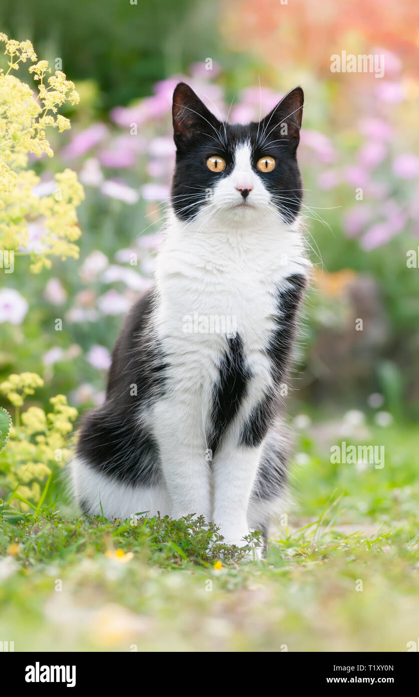 Cute cat, tuxedo pattern in bianco e nero bicolor, European Shorthair, seduta con attenzione con occhi indiscreti in un giardino fiorito in primavera, Germania Foto Stock