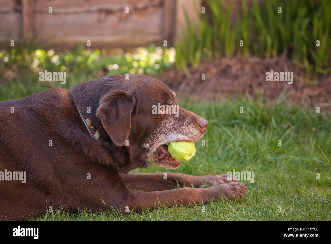 Un marrone/cioccolato/red labrador cane seduto in un giardino con la sua palla da tennis Foto Stock