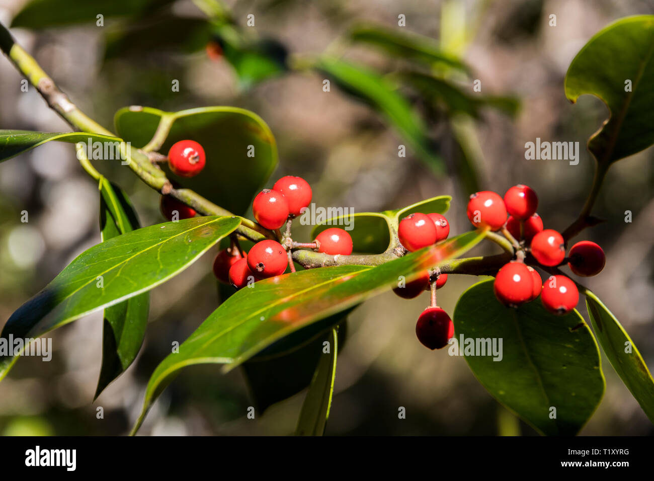 Asturias, Spagna. Unione holly (Ilex aquifolium) fogliame con bacche rosse al Muniellos riserva naturale Foto Stock