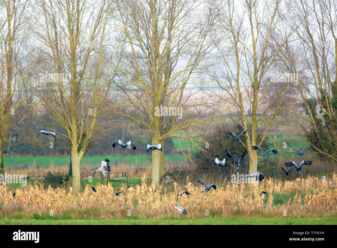 Gruppo di gru grus grus, grandi uccelli in volo al di sopra di zone umide naturali di habitat in Somerset livelli paludi, REGNO UNITO Foto Stock