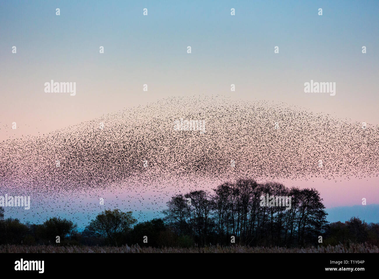 Spettacolare murmuration di storni visualizzare migliaia di uccelli in volo modello cloud prima del tramonto sono ' appollaiati in una palude REGNO UNITO Foto Stock