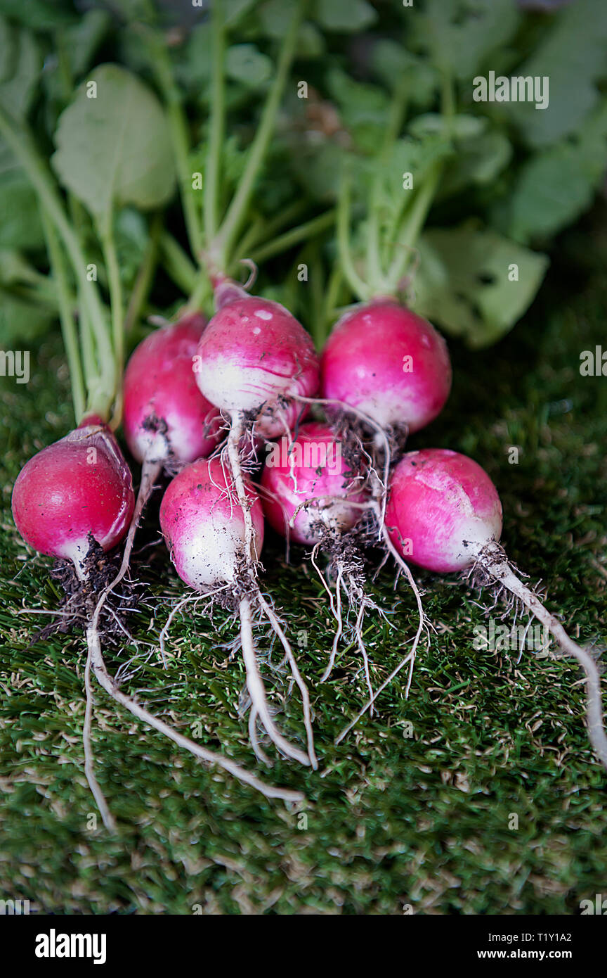 Il Ravanello di basso indice glicemico cibo Foto Stock