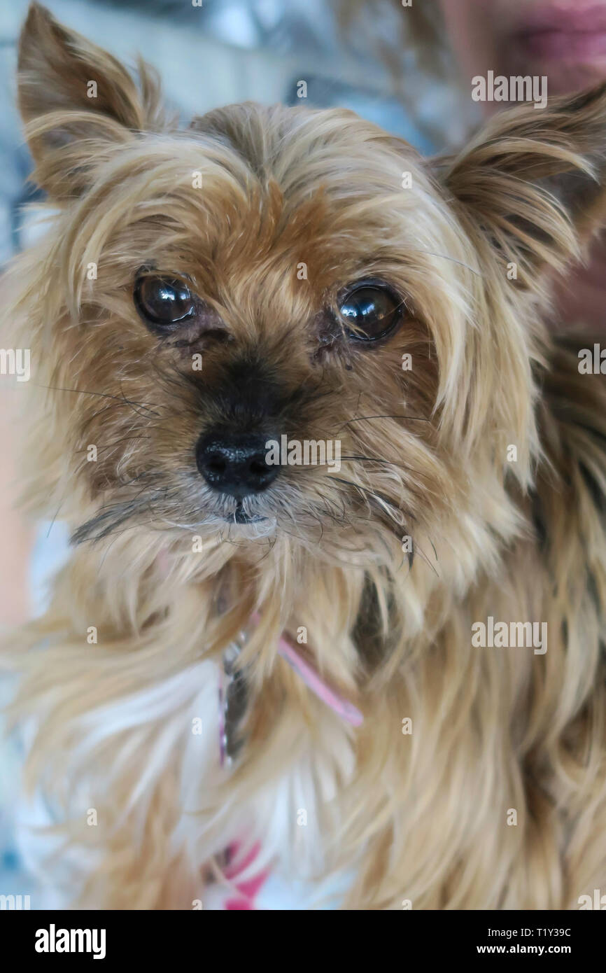 Yorkshire Terrier cane di razza Foto Stock