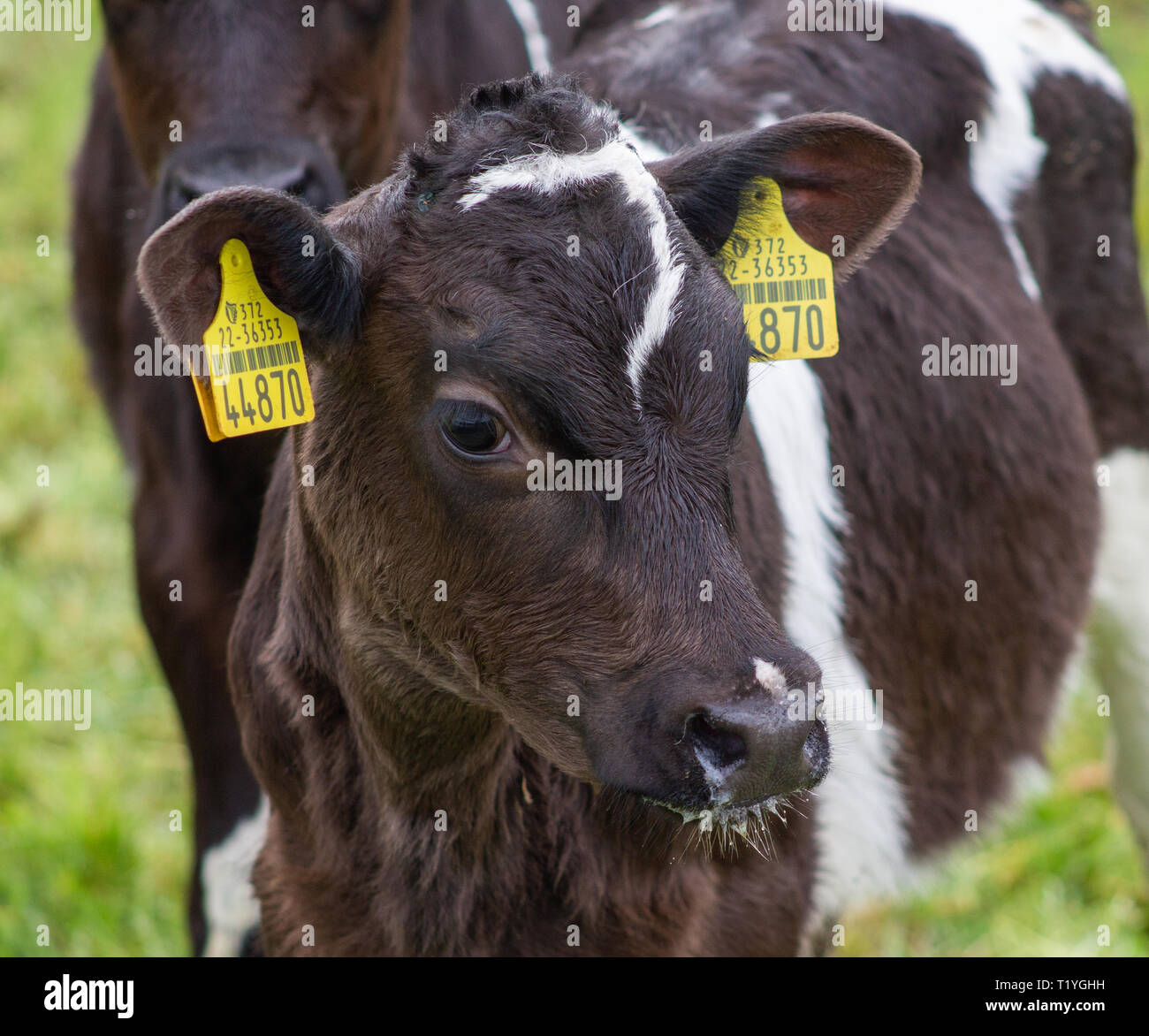 Castlehaven, West Cork, Irlanda, 29 Marzo 2019 Questo anni nuovi vitelli fuori della stalla per la prima volta. Mai visto o stato sull'erba prima di trovare tutto molto eccitante. La calda primavera meteo ha mantenuto l'erba cresce presto per loro. Credito: aphperspective/Alamy Live News Foto Stock