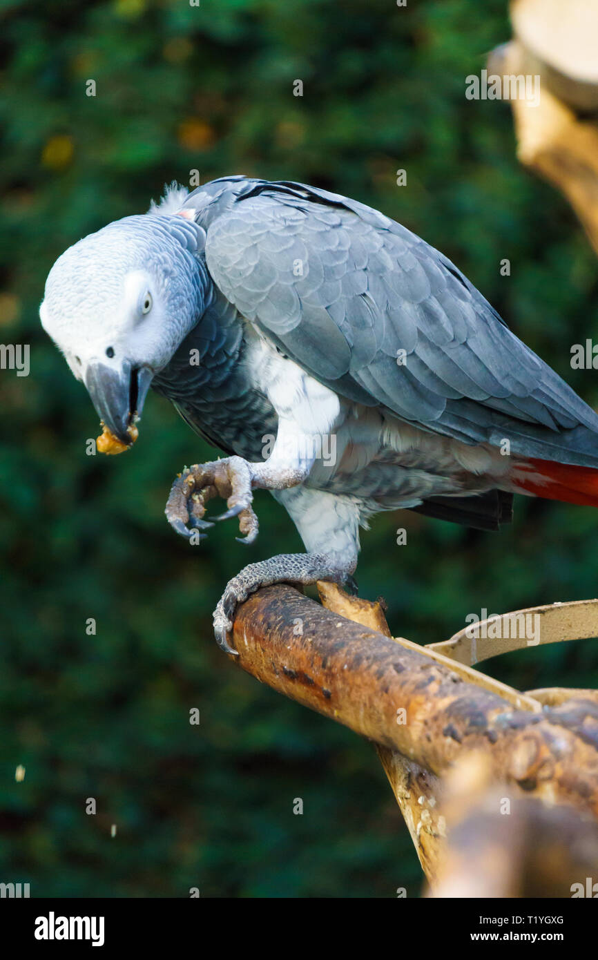 Pappagallo grigio africano, Congo bird (Psittacus erithacus) mangiare cibo. Foto Stock
