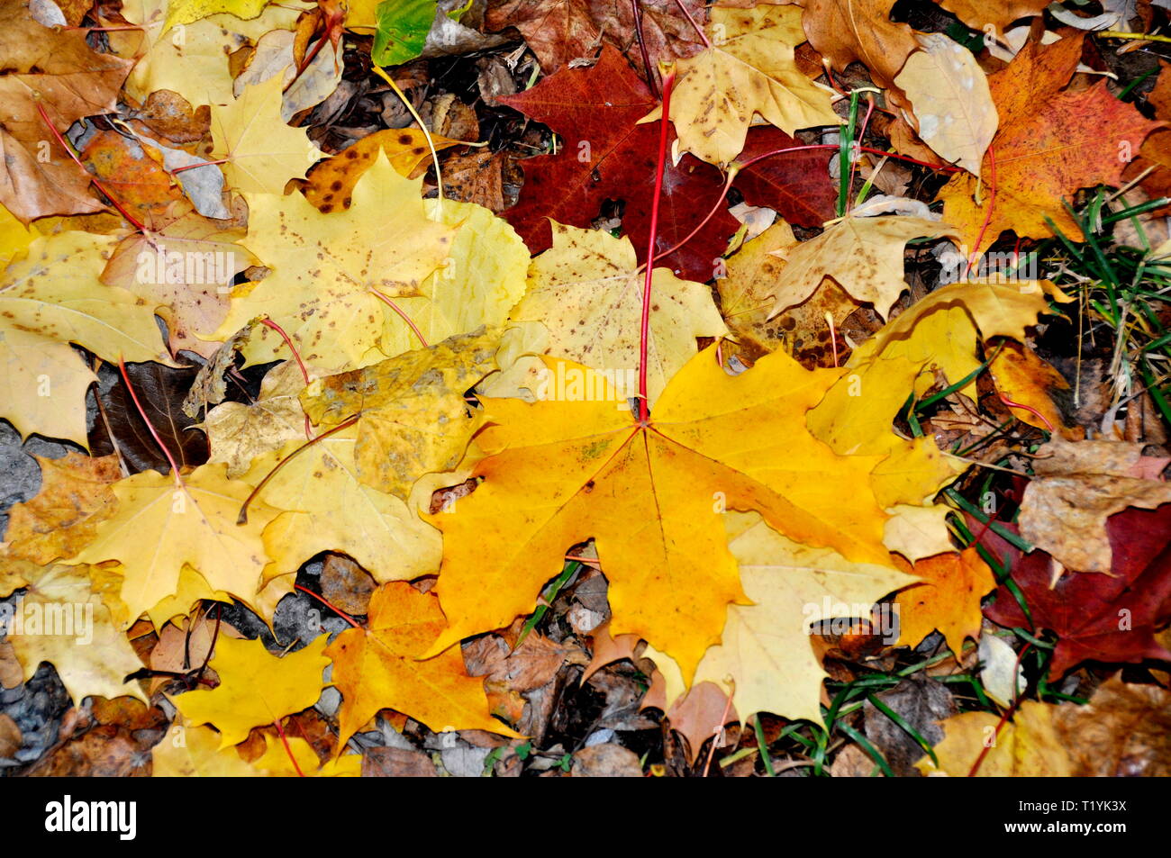 Autunno diverse foglie colorate sul terreno Foto Stock