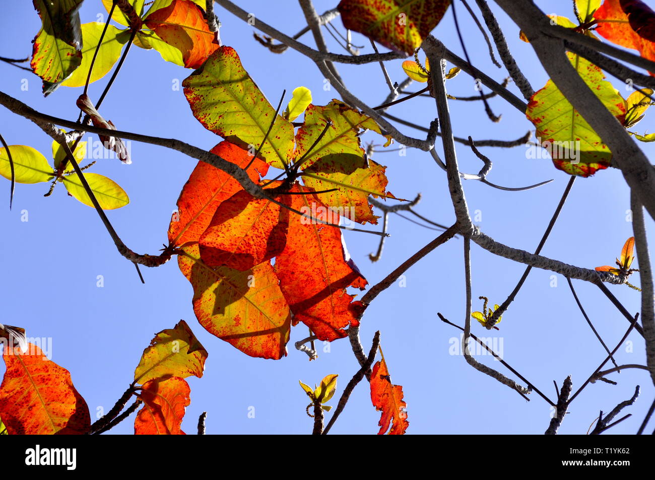 Autunno rosso foglie colorate contro il cielo blu Foto Stock