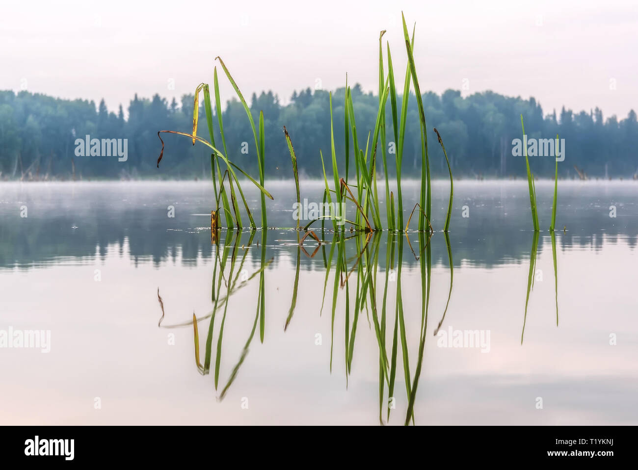 Colorato sfondo naturale con erba in acqua e la sua riflessione speculare Foto Stock