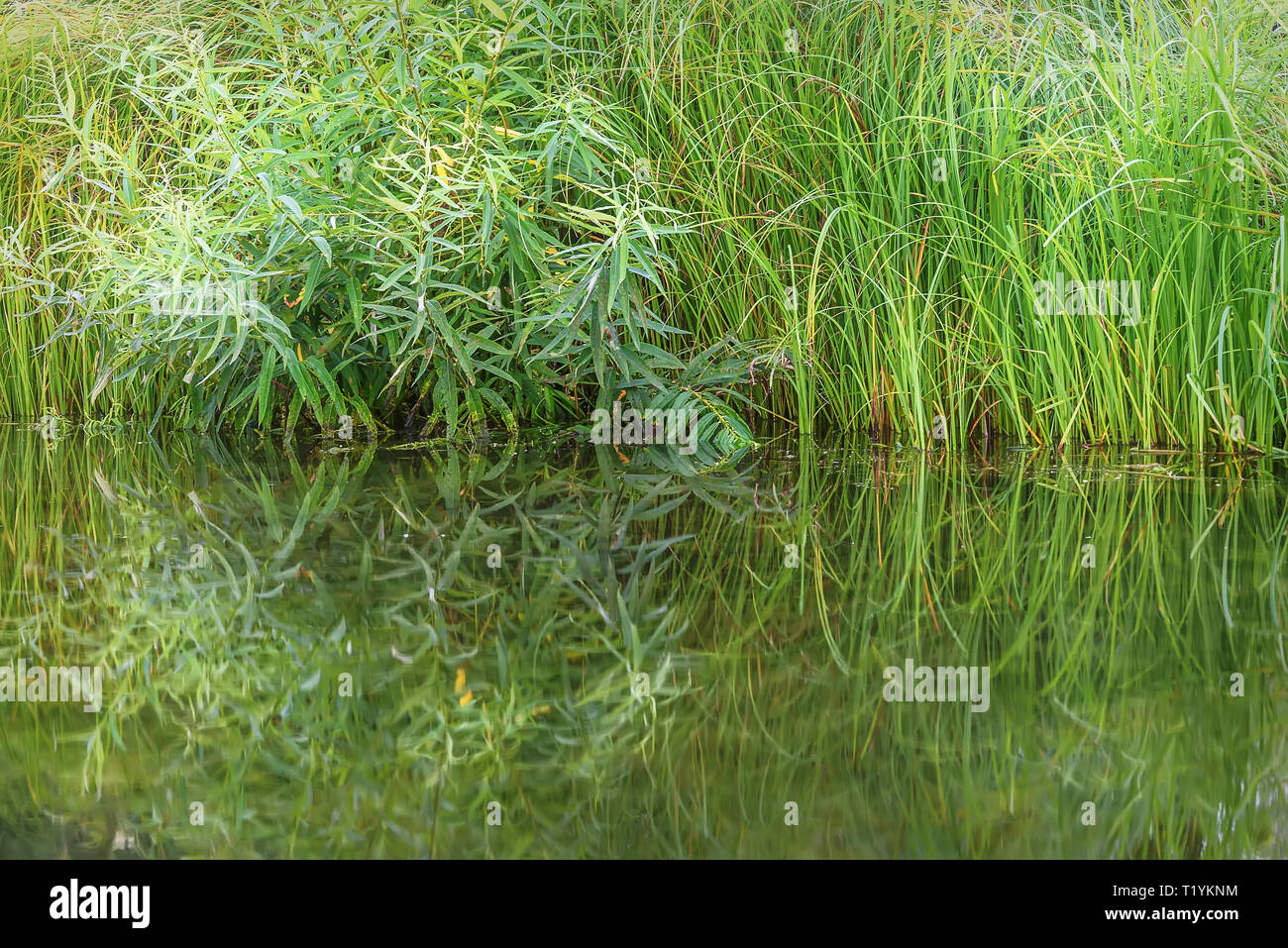 Colorato sfondo naturale con erba in acqua e la sua riflessione speculare Foto Stock
