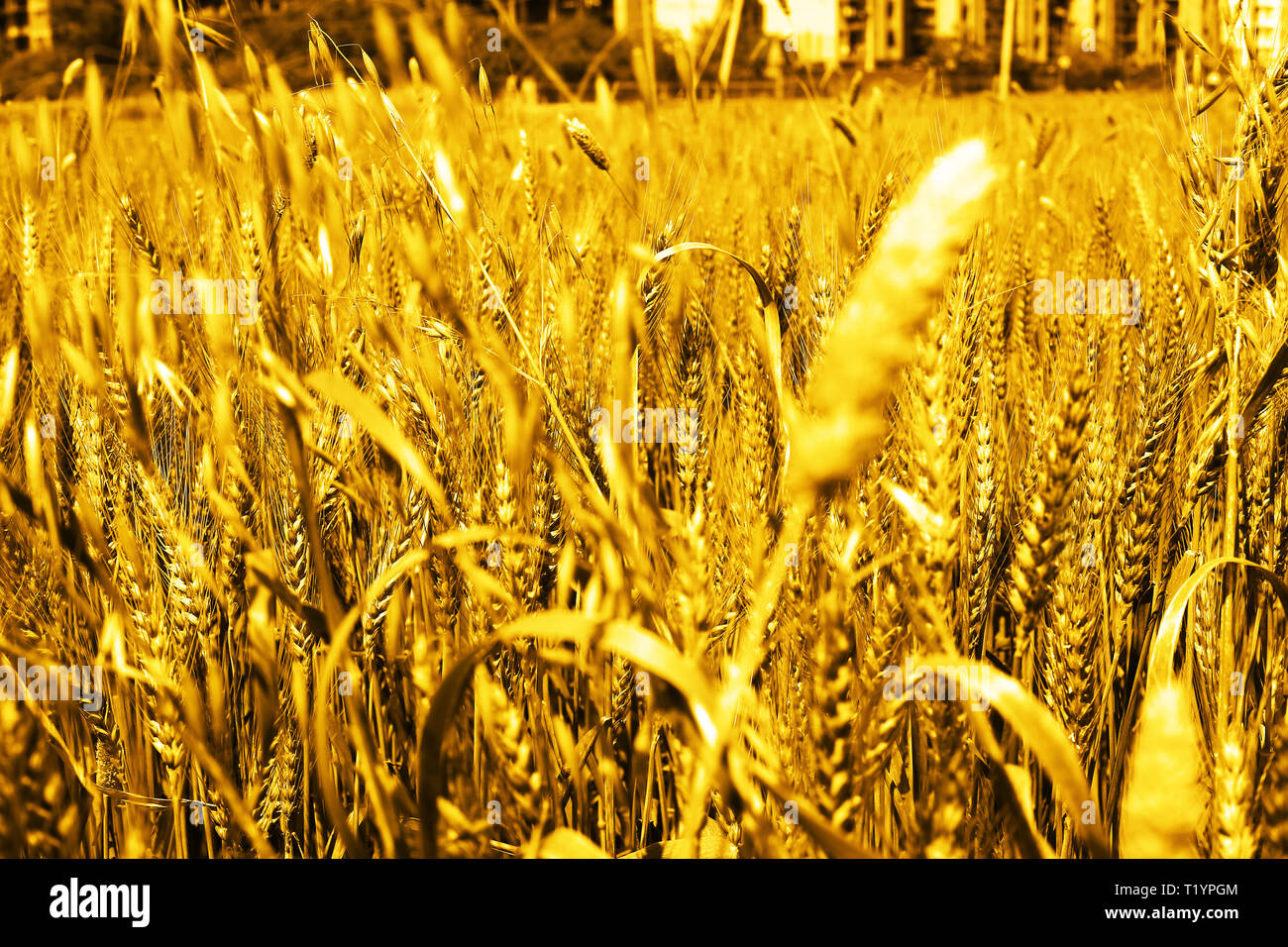 Foto di campi di grano per baisakhi. Foto Stock
