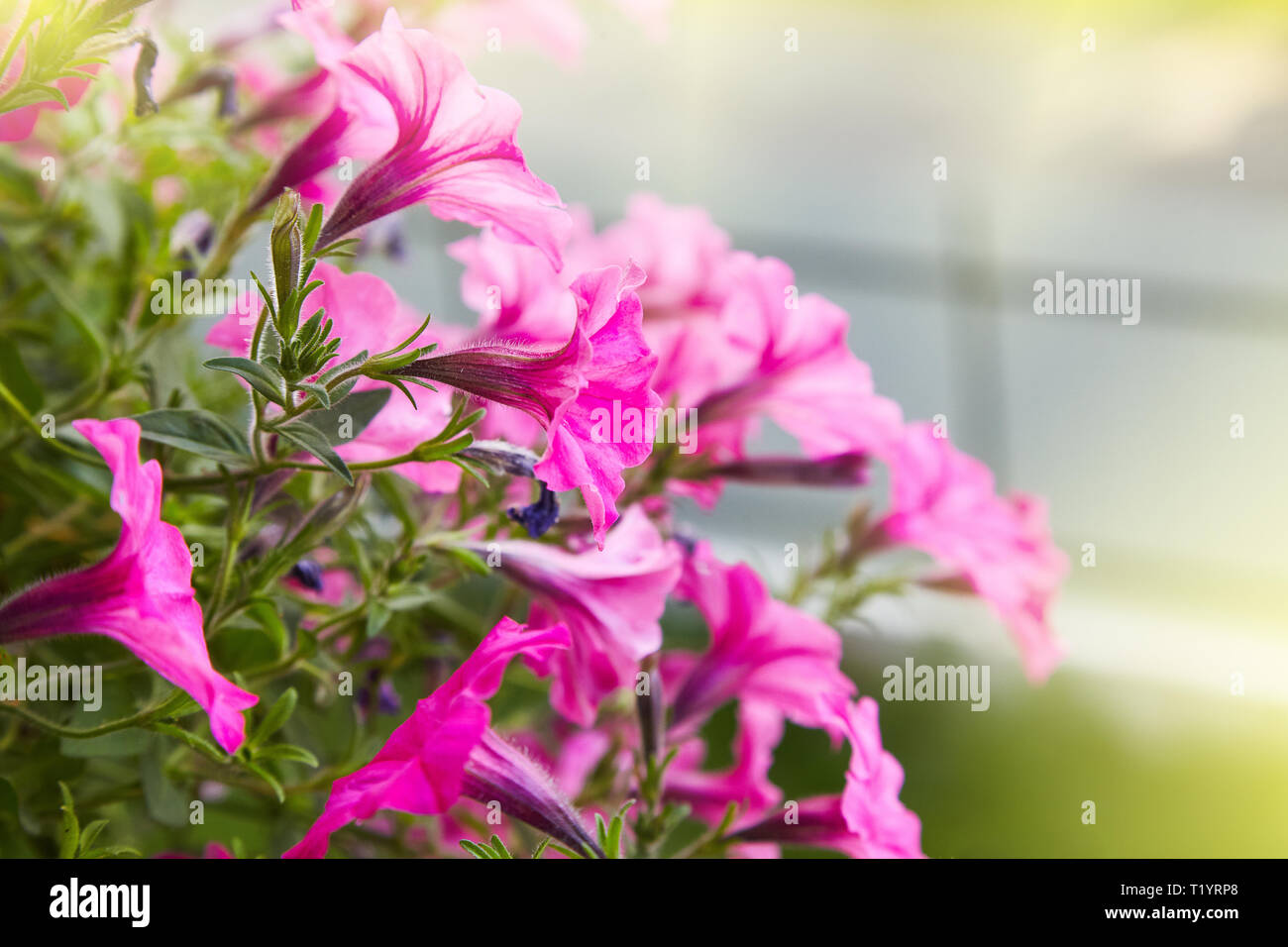 Di un bel colore rosa fiori di petunia (Petunia hybrida) nel giardino soft focus Foto Stock