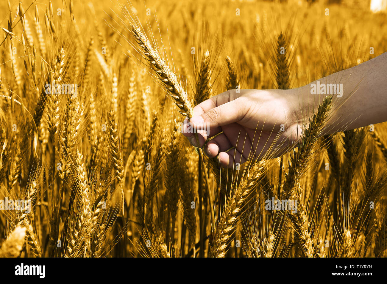 Ritratto di campi di grano per baisakhi. Foto Stock