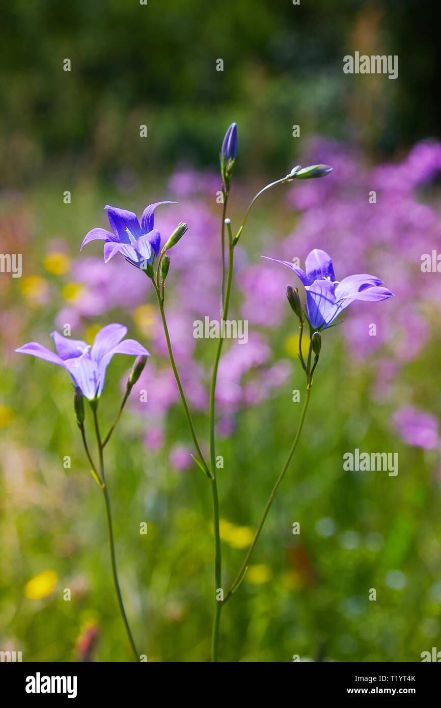 Una bella luce blu fiore Harebell (Campanula rotundifolia) nel fuoco ma con un morbido al di fuori della messa a fuoco lo sfondo. Foto Stock