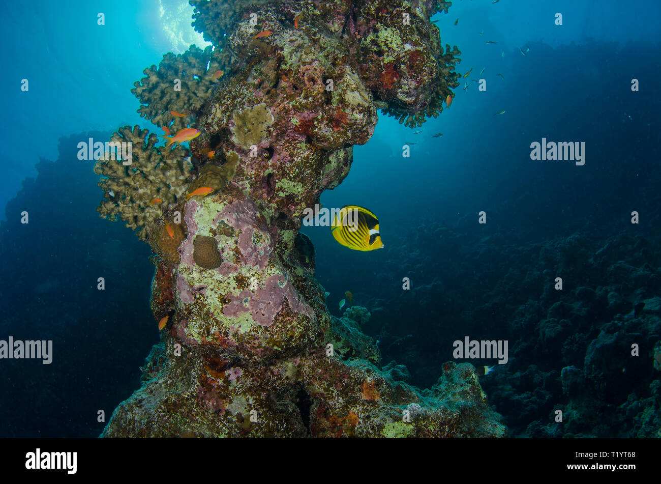 Striped butterflyfish, Chaetodon fasciatus, rifugiandosi sotto la sporgenza di corallo, Hamata, Mar Rosso, Egitto Foto Stock