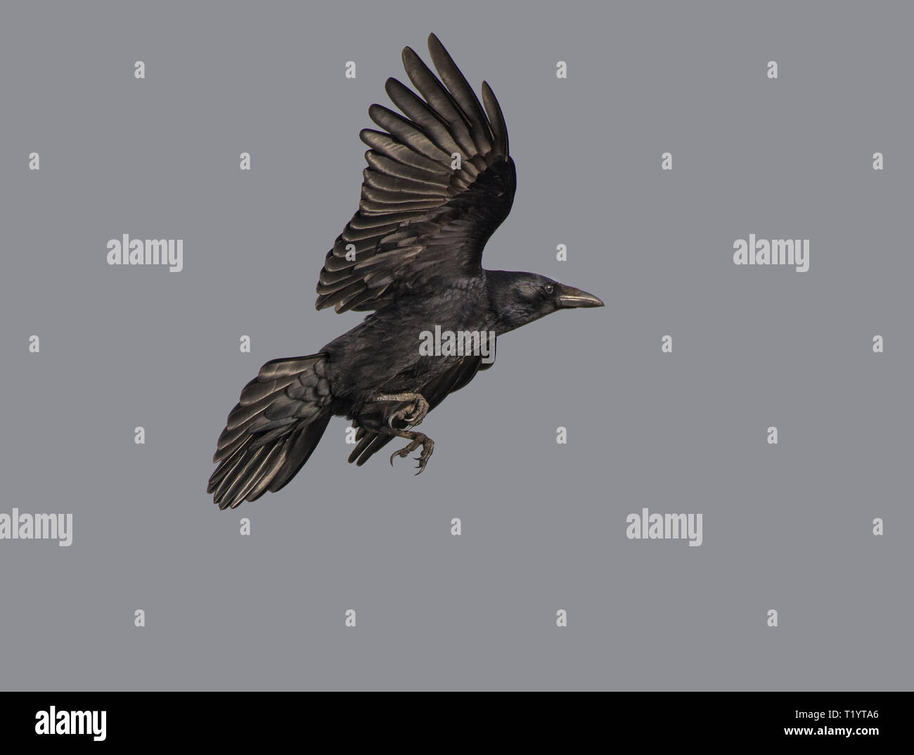 Carrion Crow, Corvus corone, in volo contro la pianura cielo grigio, Morecambe Bay, Regno Unito Foto Stock