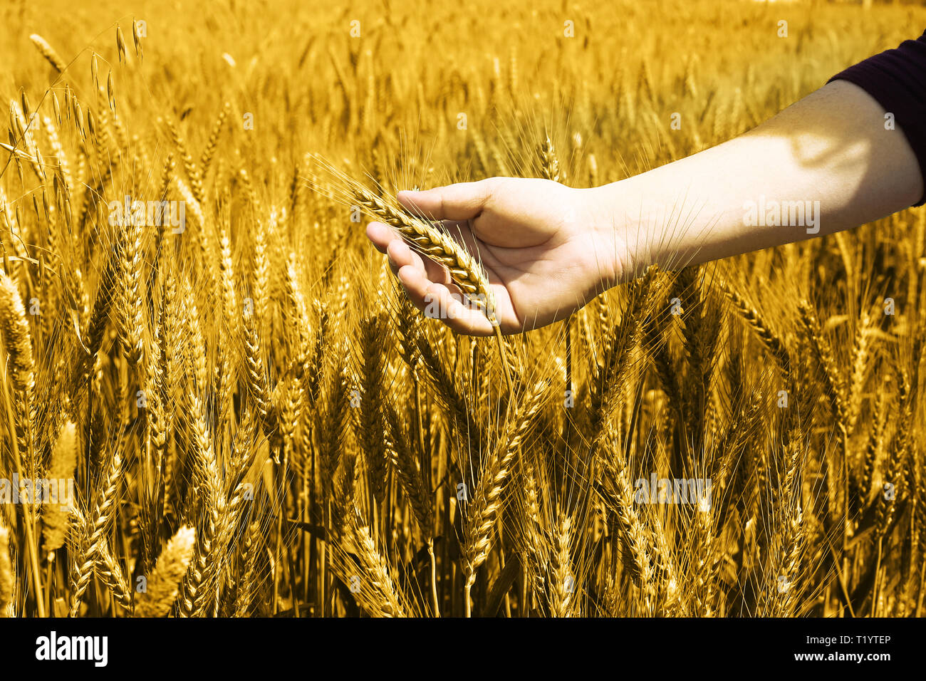 Ritratto di campi di grano tenendo in mano per baisakhi festival in punjabi cultura. Foto Stock