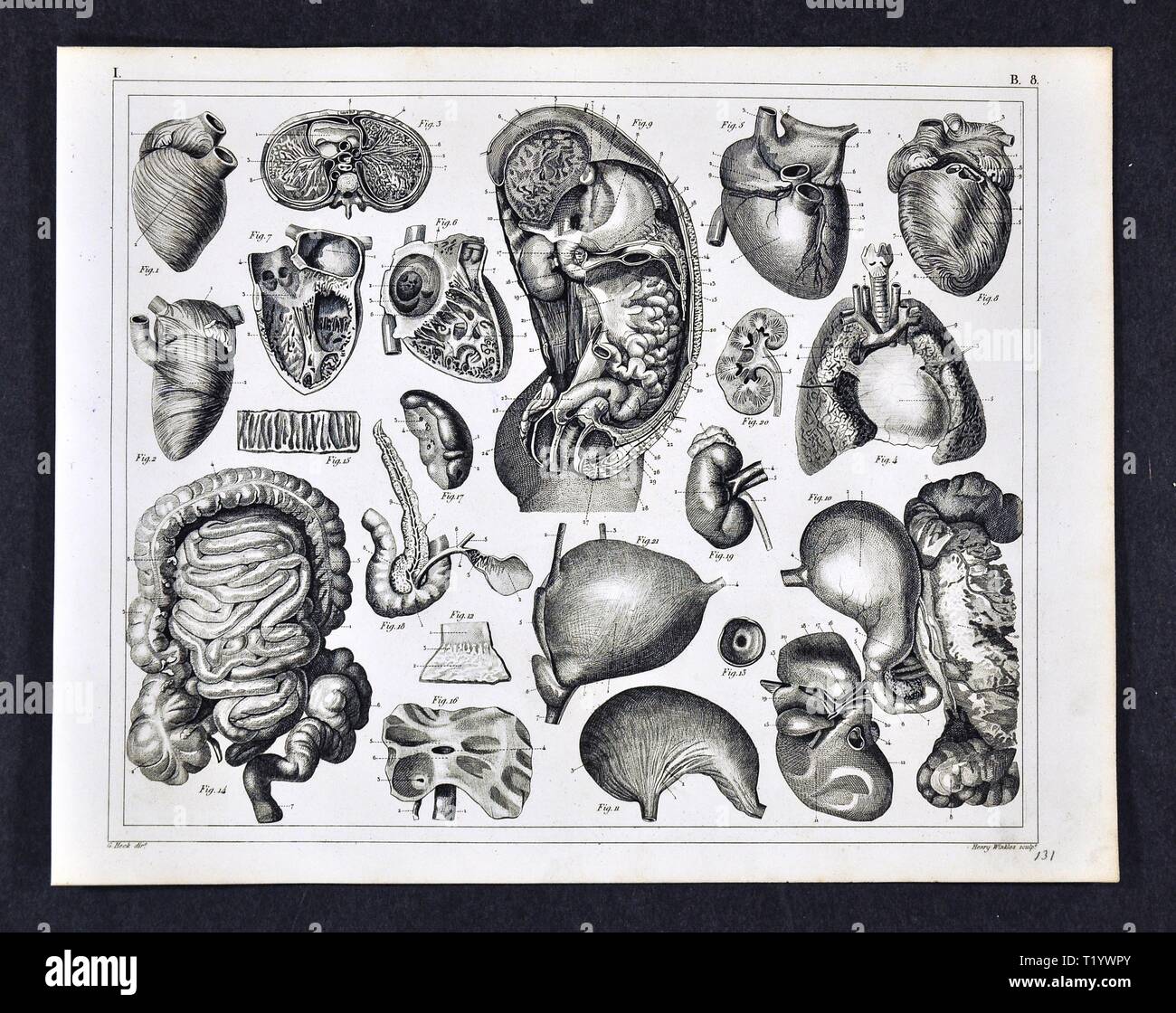 1849 Illustrazione medica di Anatomia Umana che mostra il cuore, intestino, polmoni, stomaco, fegato, reni dell'addome e del torace Foto Stock