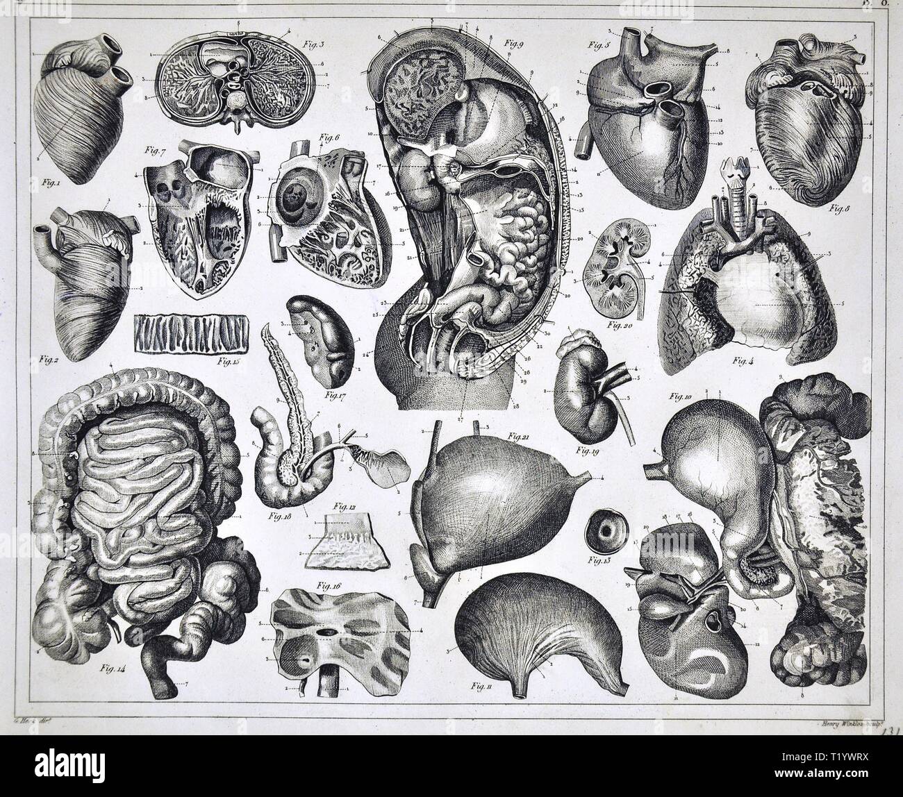 1849 Illustrazione medica di Anatomia Umana che mostra il cuore, intestino, polmoni, stomaco, fegato, reni dell'addome e del torace Foto Stock