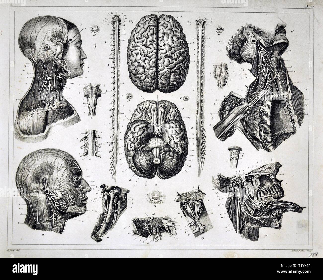 1849 Anatomia Stampa o illustrazione medica del sistema nervoso, compresi il cervello e la colonna vertebrale. Foto Stock