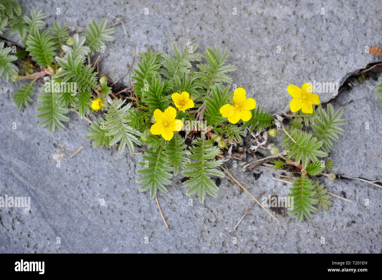 Silverweed Argentina anserina crescente in una fessura in una parete di roccia Foto Stock