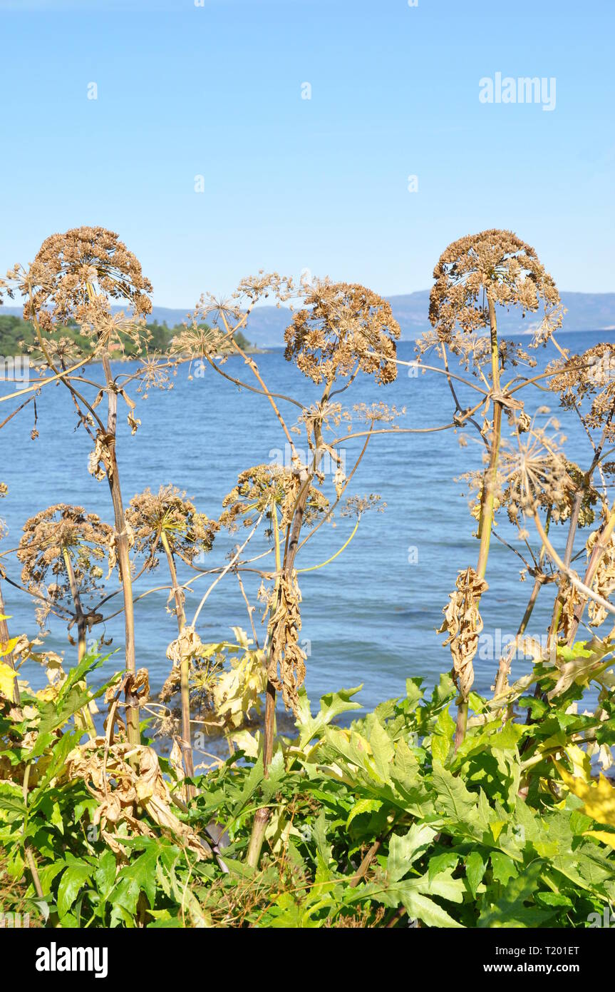La pianta invasiva hogweed persiano Heracleum persicum Foto Stock
