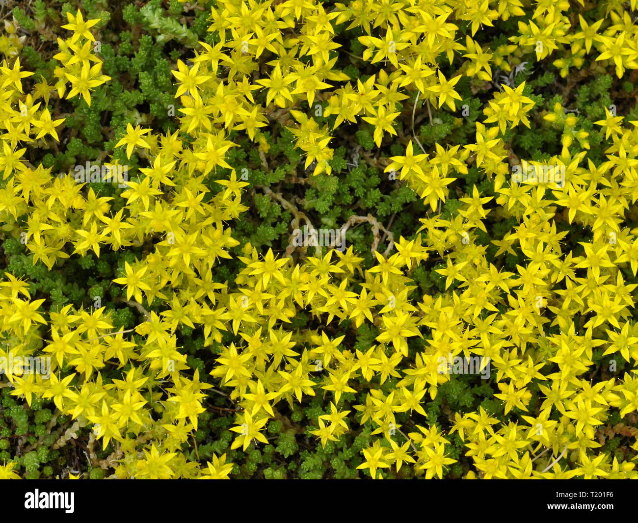 Primo piano su giallo Goldmoss Sedum acre fiori Foto Stock