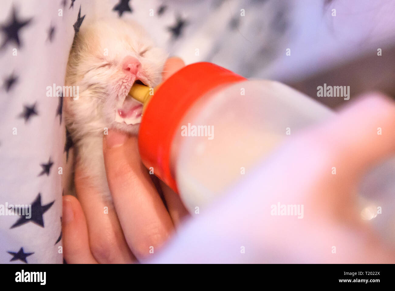12.09.2018. RIGA, Lettonia. Alimentazione gattino neonato a caldo con miscela di latte di plastica speciale biberon. Foto Stock