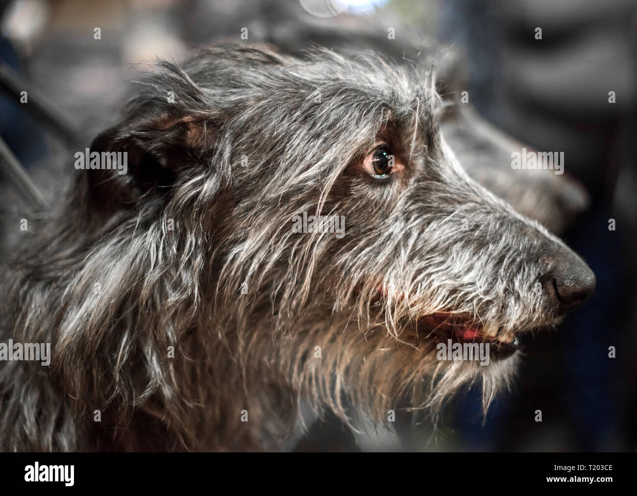 Ritratto di grigio scottish deerhound cane con rastremazione il muso e gli occhi marrone scuro. Foto Stock