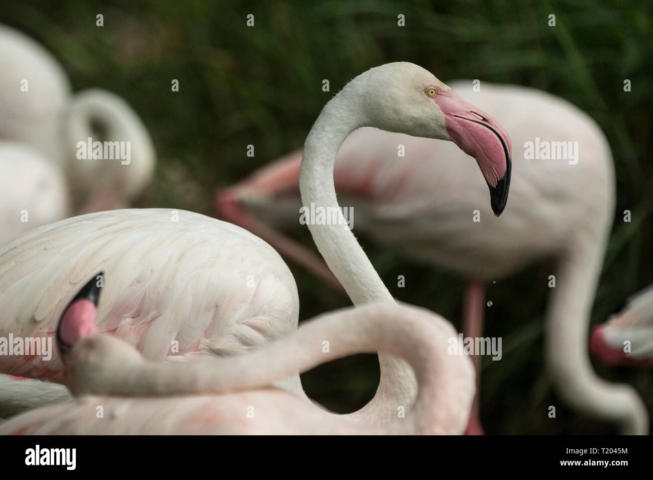 Fenicottero rosa allo zoo, solista flamingo (Phoenicopterus) governare le sue piume, bella bianco rosaceo uccello vicino laghetto, acqua uccello nel suo enrironment, Foto Stock