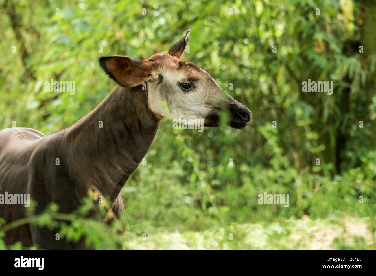 Okapi (Okapia johnstoni), foresta giraffe o zebra giraffe, mammifero Artiodattilo nativo di giungla o la foresta tropicale, Congo, Africa Centrale, bella Foto Stock