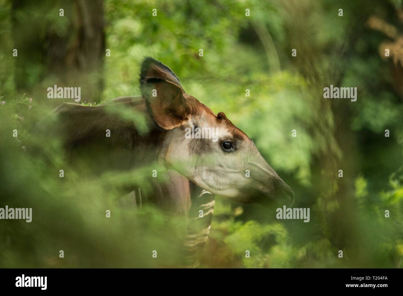 Okapi (Okapia johnstoni), foresta giraffe o zebra giraffe, mammifero Artiodattilo nativo di giungla o la foresta tropicale, Congo, Africa Centrale, bella Foto Stock