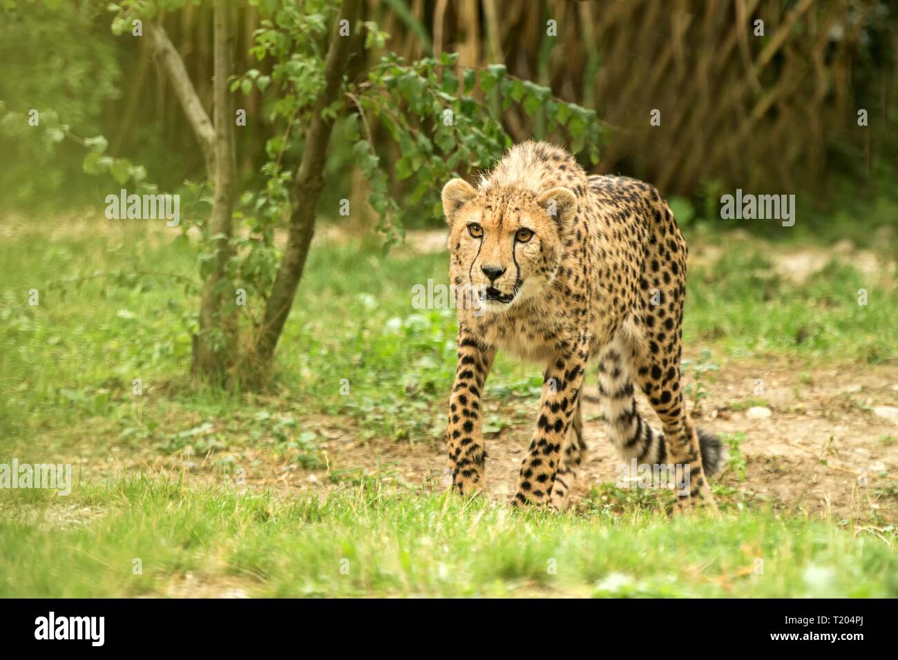 Ghepardo (Acinonyx jubatus), bel gatto in cattività allo zoo, big cat giacente su erba, elegante predatore africana Foto Stock