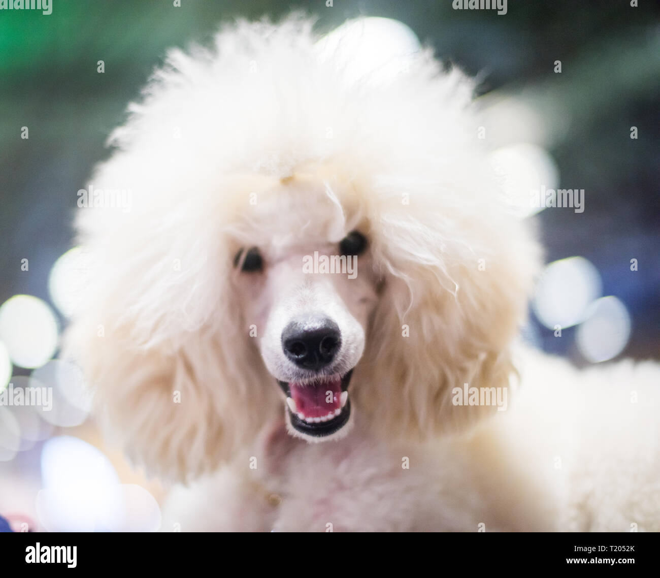 Curato Bianco Barboncino Carino Con Pelliccia Di Ricci Close Up Ritratto Del Muso E Piu Intelligente Di Razza Del Cane Foto Stock Alamy