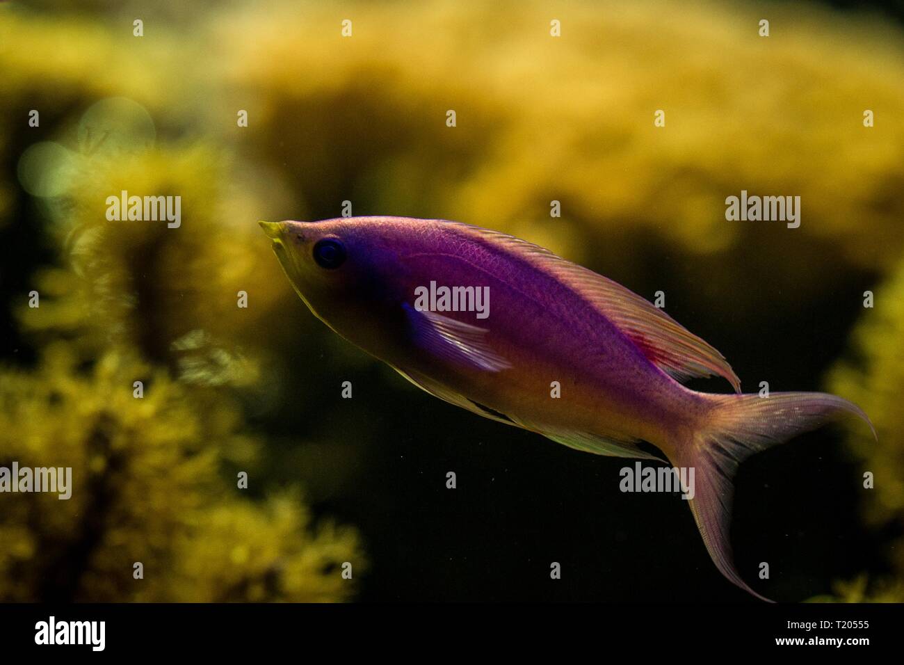 Viola Regina Anthias, Pseudanthias tuka, Coral reef pesci, acqua salata pesci marini, bella rosa e giallo pesce con coralli tropicali in background, un Foto Stock