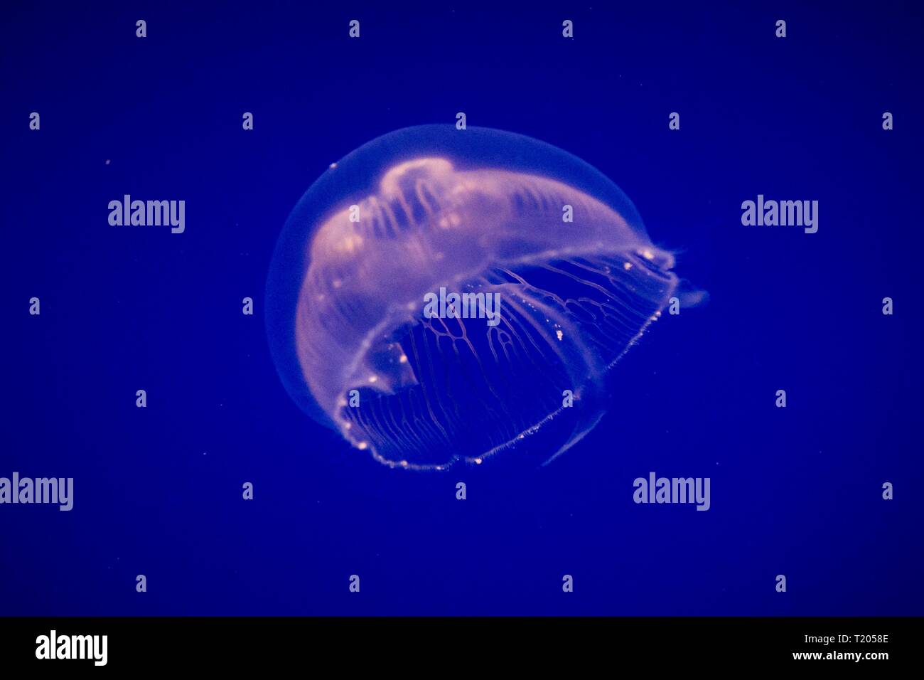 Meduse comune (Aurelia aurita) questa diffusa specie di medusa si trova nell'Oceano Atlantico, Oceano Indiano e Pacifico, meduse in acquario su clea Foto Stock