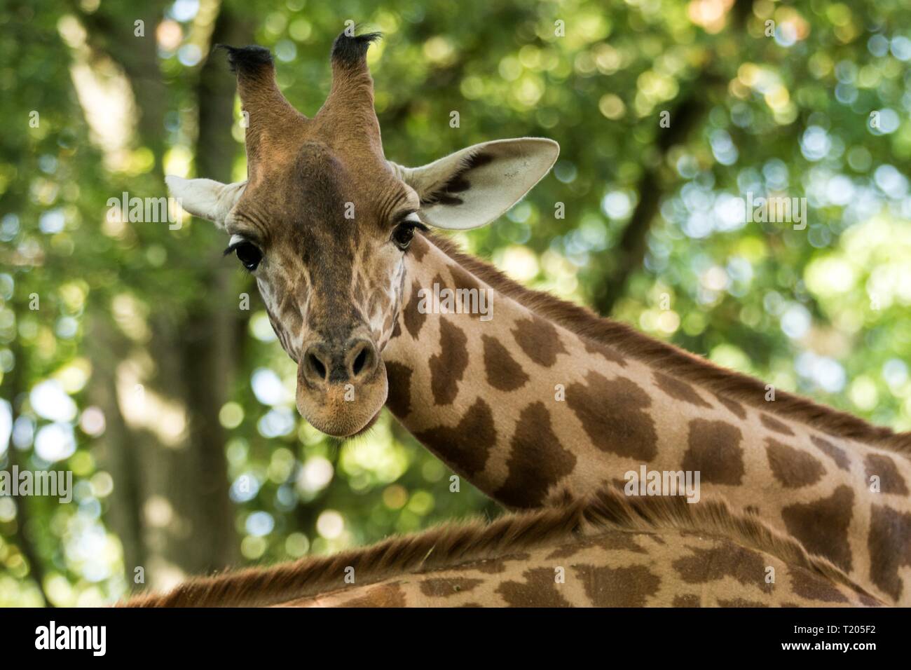 La giraffa (Giraffa camelopardalis), africani anche-toed ungulato mammifero, il più alto di tutti extant land-vivono specie animale, ritratto di bella una Foto Stock