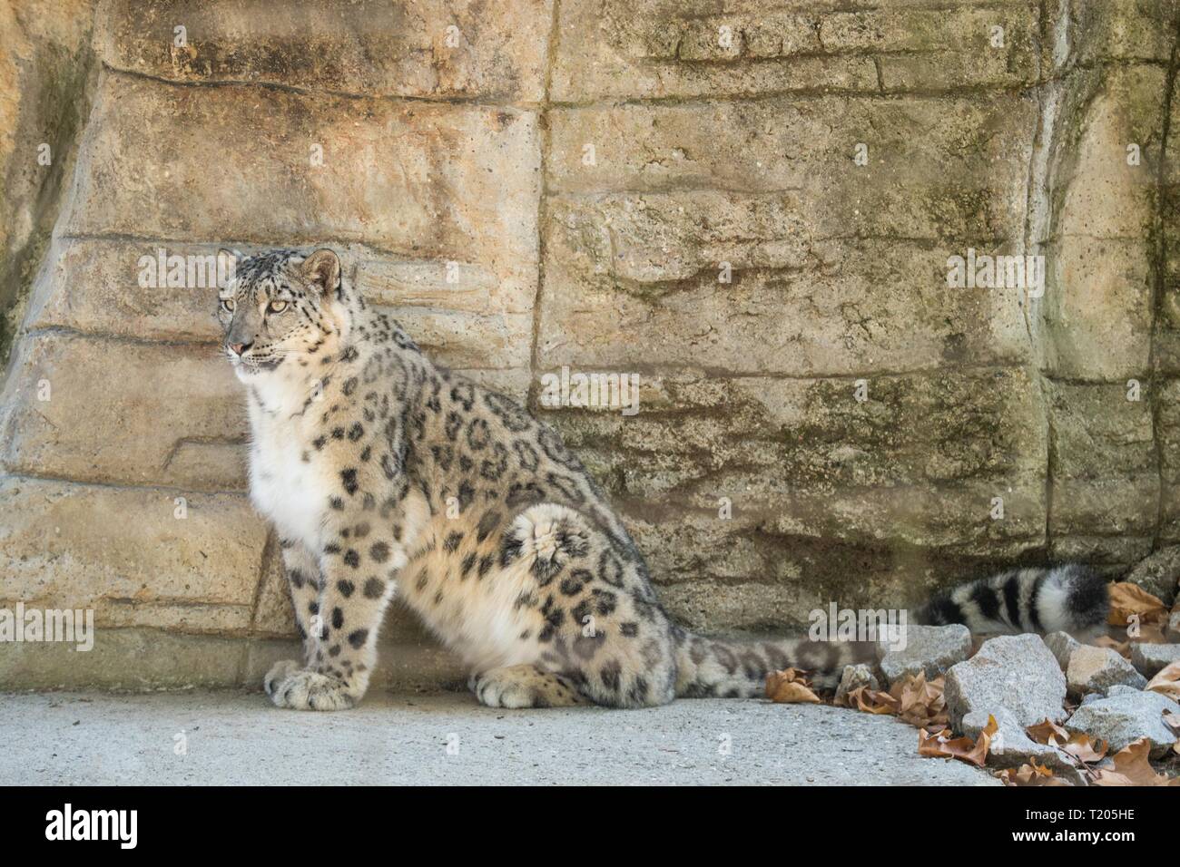 Un Himalayan snow leopard (Panthera uncia) sale su una roccia, bella irbis in cattività allo zoo, Patrimonio Nazionale Animale di Afghanistan e Paki Foto Stock