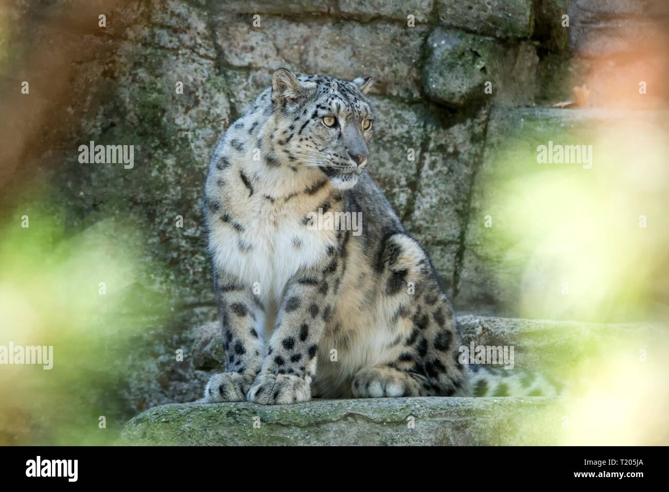 Un Himalayan snow leopard (Panthera uncia) sale su una roccia, bella irbis in cattività allo zoo, Patrimonio Nazionale Animale di Afghanistan e Paki Foto Stock