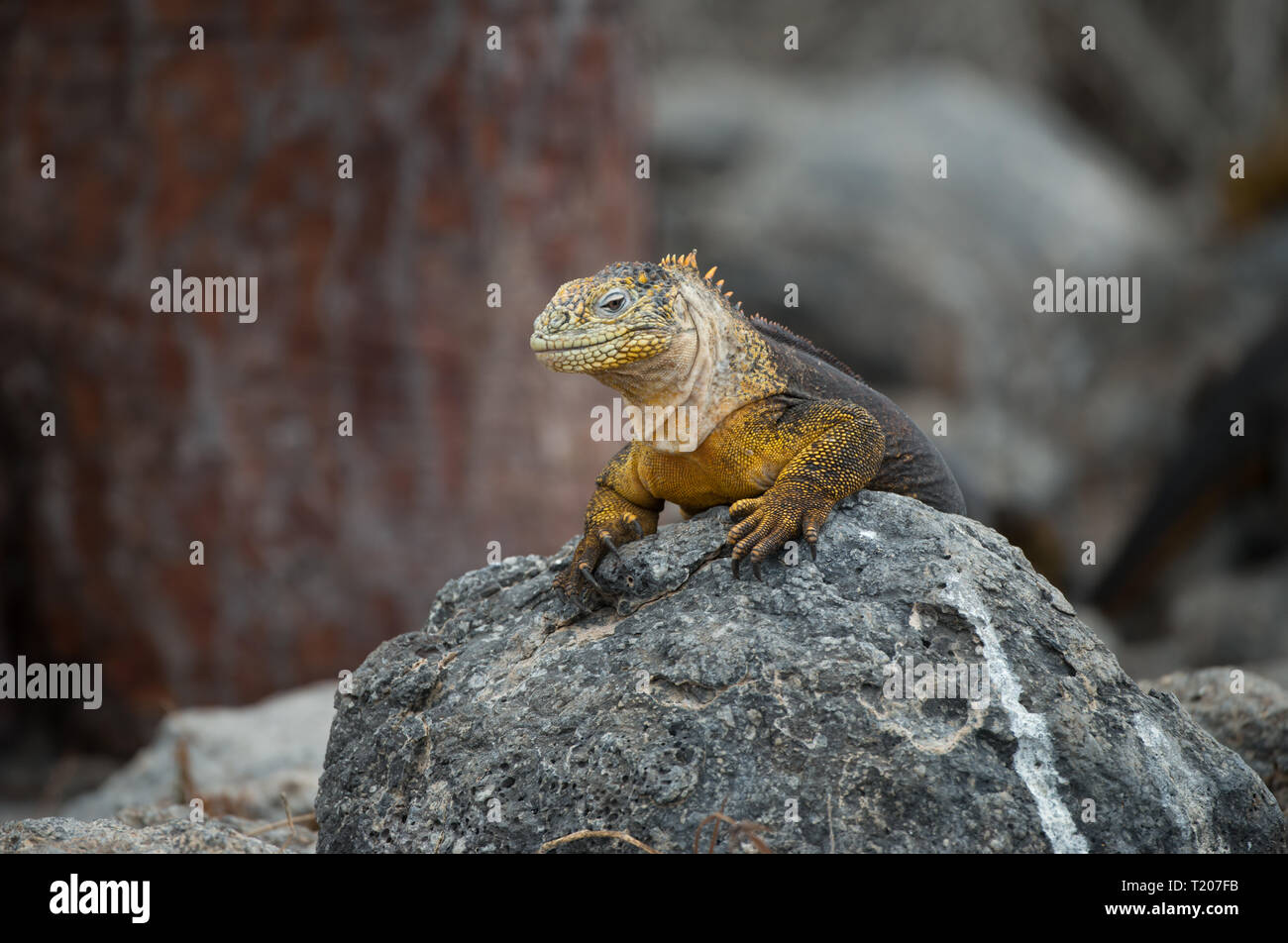 Una terra Galapagos Iguana (Conolophus subcristatus) su una roccia tra le isole Galapagos Foto Stock
