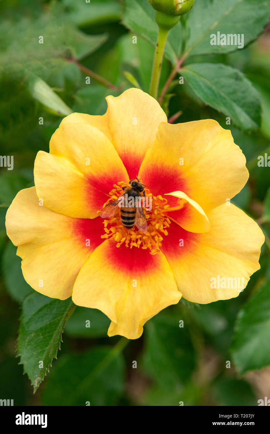 Paeonia lutea, esperienza di Golden Tree Peonia con Bee Foto Stock