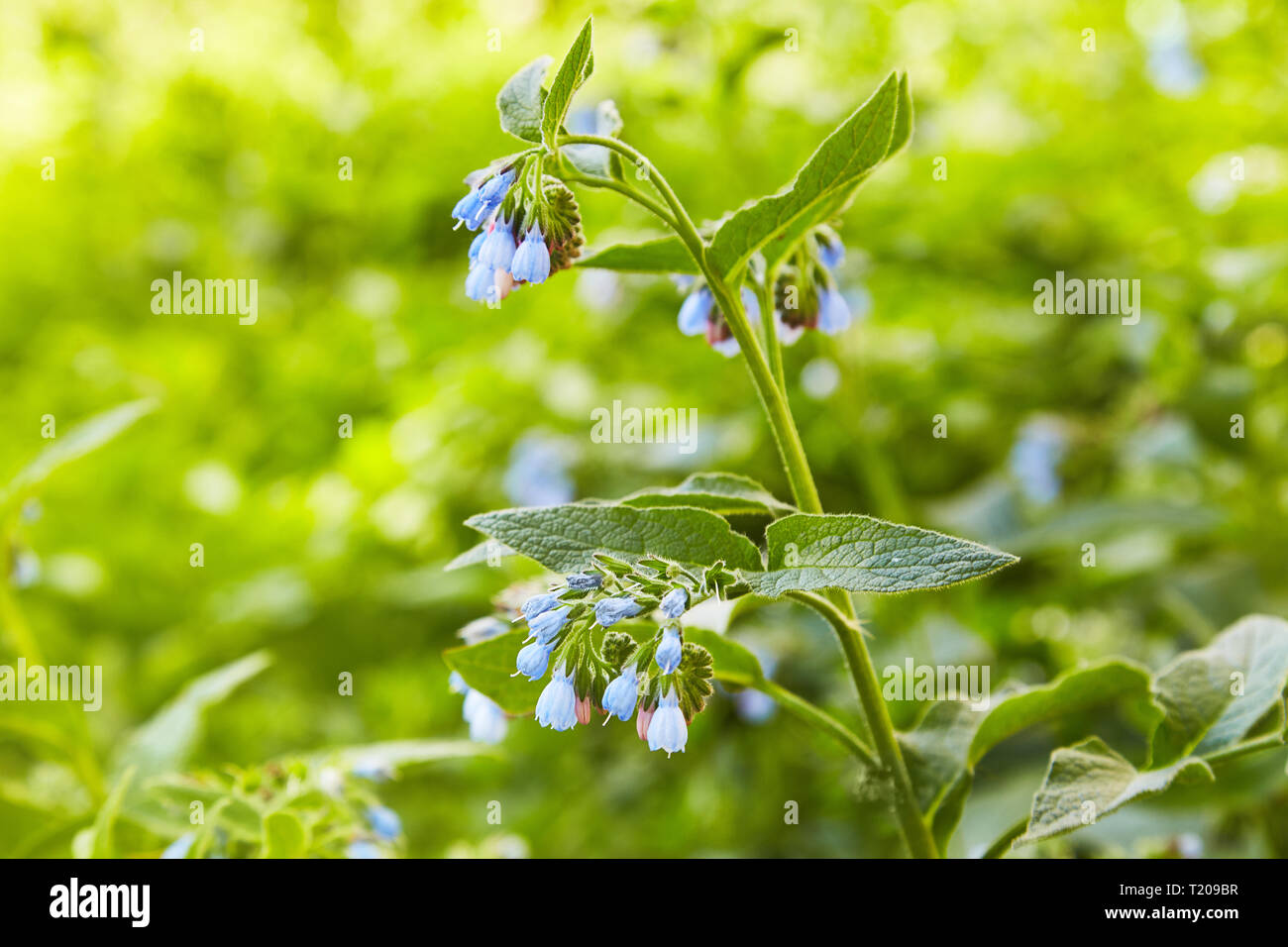 Rigogliosa pianta comfrey (Symphytum officinale). Esso è utilizzato per le applicazioni in esterno, promuove la giunzione delle ossa. Impianto utilizzato in medicina. Foto Stock